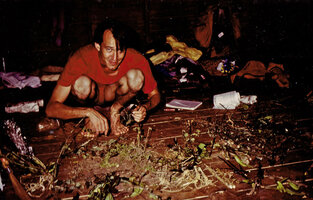 Patrick Blanc preparing herbarium and living specimens, among them Nephoanthus prostratus, Khao Yai NP, Thailand, Feb. 1983
