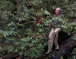 Patrick Blanc presenting the numerous radiating lateral stems of Tapeinochilos sp. nov. Gideon in prep. and the multiple terminal inflorescences, Kwau, 1600 m asl, Arfak Mts, West Papua, May 2025