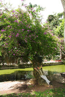 Patrick Blanc resting along the trunk of the arborescent Bougainvillea glabra, Curitiba, Brazil, Nov. 2011