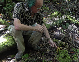 Patrick Blanc showing a clump of the mycoheterotrophic Epirixanthes elongata, Manusela NP, Seram, Moluccas, April 2024