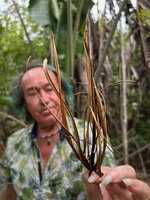 Patrick Blanc showing a complete dry flower of Ravenala sp. nov. Gold and Green, Lokobe NP, Nosy Be, Madagascar, Aug. 2024