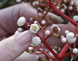 Patrick Blanc showing a flower at anthesis, ellipsoid flower buds and maturing fruit of Medinilla arfakensis, Kwau, Arfak Mts, 1600 m asl, West Papua, May 2025