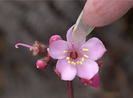 Patrick Blanc showing a flower of Poikilogyne arfakensis at anthesis, Anggi Lakes, Arfak Mts, West Papua, May 2025
