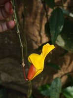 Patrick Blanc showing a fully yellow corolla form of Thunbergia mysorensis, Edakkal Caves, Kerala, India, jan.2023