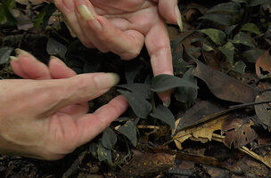 Patrick Blanc showing a juvenile individual of Anadendrum sp. with blackish shiny velvety leaves, cryptic while creeping on forest floor, Danum Valley, Sabah, Borneo, July 2022