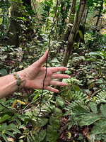 Patrick Blanc showing a narrow freely hanging barbed shiny black feeding root of the new Cercestis species, Ebodje, Campo, Cameroon, Sept. 2023