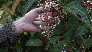 Patrick Blanc showing an inflorescence of Medinilla arfakensis, Kwau, Arfak Mts, 1600 m asl, West Papua, May 2025