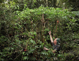 Patrick Blanc showing a population of vertical cane stems of Tapeinochilos sp. nov. Gideon in prep. ending in radiating leafy stems and terminal inflorescences, Kwau, 1600 m asl, Arfak Mts, West Papua, May 2025