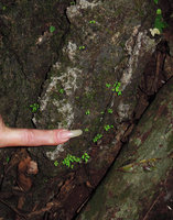 Patrick Blanc showing a population with green iridescent leaves of Elatostema pusillum, maybe the smallest free standing understory Angiosperm, Khao Sok, Thailand