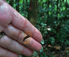 Patrick Blanc showing a very strange butterfly chrysalid of the Urodidae family, Amacayacu NP, Leticia, Colombia, Nov. 2016