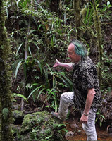 Patrick Blanc showing Helmholtzia novoguineensis in its mossy forest habitat just above a small stream, Manusela NP, Seram, Moluccas, April 2024