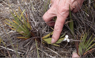 Patrick Blanc showing Patersonia novoguineensis flowering in sandy wet savanna, Anggi Lakes, Arfak Mts, 2000 m asl, West Papua, May 2025