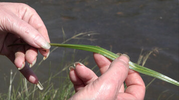 Patrick Blanc showing the abaxial leaf surface of Cryptocoryne spiralis with prominent midrib on the banks of the Kabini river, Kerala, India, Jan. 2023