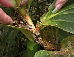 Patrick Blanc showing the accumulation of canopy dead leaves in the axills of the sessile leaves of Medinilla amplectens allowing the development of adventitious roots, Kinabalu NP, 1600 m asl, Sabah, Borneo, July 2022