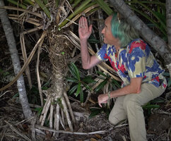 Patrick Blanc showing the accumulation of leaf litter at the top of the leaf rosette of Pandanus macrocarpus,  upward invaded by the roots of the surrounding trees, Port Boise, new Caledonia, Aug. 2023