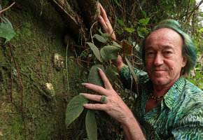 Patrick Blanc showing the apical leaf rosette and the big whitish tubers of Sinningia nivalis emerging from the moss cover on a vertical granitic rock, Florianopolis, Brazil, Oct. 2018