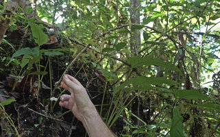 Patrick Blanc showing the arching plagiotropic stem of a saxicolous cauliflorous Cyrtandra sp., Manusela NP, 800 m asl, Seram, Moluccas, May 2024