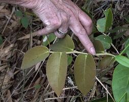 Patrick Blanc showing the axillary winged leafy stem of Phyllanthus bupleuroides var. latiaxialis, Col d&#039;Amieu, New Caledonia, Aug. 2023