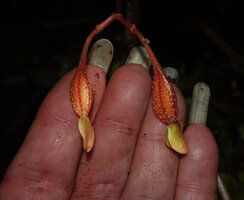 Patrick Blanc showing the Begonia oxyloba ridged fleshy fruits, Choma waterfall, Uluguru Mts, Tanzania, Jan. 2021