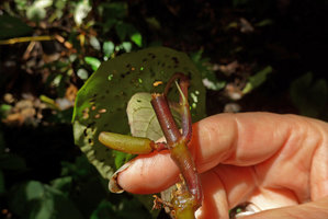 Patrick Blanc showing the berried fruit of Cyrtandra peltata, Anai Valley,West Sumatra, Dec. 2016