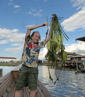 Patrick Blanc showing the big translucent leaves of Ottelia cf. alismoides, Inle Lake, Myanmar, Dec. 2017