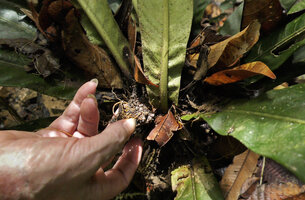 Patrick Blanc showing the branched adventitious roots invading the humus accumulated in the apical part of the stem of Trigonostemon sandakanensis, , Deramakot FR, Sabah, Borneo, July 2022