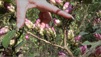 Patrick Blanc showing the bright pink bracts ageing green of the inflorescences of the monocarpic Strobilanthes lupulina, Chelavara Falls, Coorg, Karnataka, India, Jan.2023