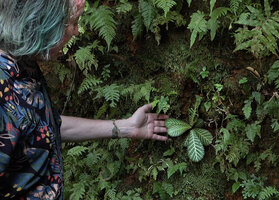 Patrick Blanc showing the bright silver light reflective main veins of Acrotrema walkeri, Makandawa, Kitulgala, Sri Lanka, Nov. 2024