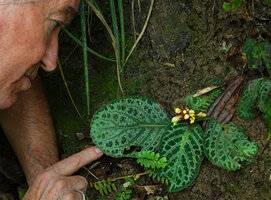 Patrick Blanc showing the bright silver patched leaves of Gomphostemma strobilinum, Khun Chae NP, Thailand, Oct. 2023