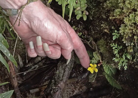 Patrick Blanc showing the bright yellow flower of the very small Acrotrema uniflorum, Maskeliya, Sri Lanka, Nov. 2024
