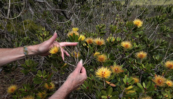 Patrick Blanc showing the bright yellow stamens of Melaleuca pancheri, Plaine des Lacs, New Caledonia, Aug. 2023