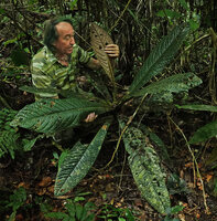 Patrick Blanc showing the bronze coloured  lef lower surface of an old individual of Cybianthus anthuriophyllus, Yasuni NP, Ecuador, Aug. 2021