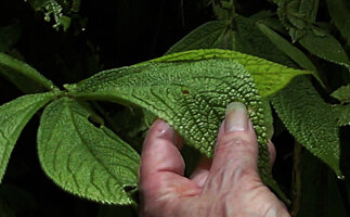 Patrick Blanc showing the bullate leaf surface of Elatostema bullatum, Poring, 600 m asl, Kinabalu NP, Sabah, Borneo, July 2022