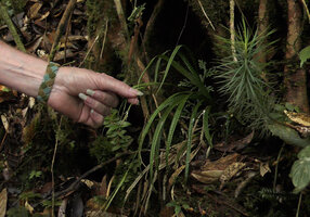 Patrick Blanc showing the bullate leaves and reclining inflorescence of Carex perakensis var. borneensis close to Dawsonia longifolia, Mt Kinabalu NP, 1500 m asl, Sabah, Borneo, July 2022