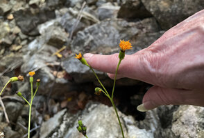 Patrick Blanc showing the capitulate bright orange inflorescence of the narrow endemic Gynura calciphila, Railay, Phang Nga, Thailand, March 2022