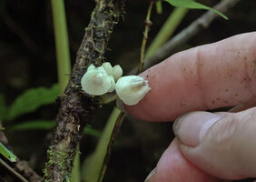 Patrick Blanc showing the cauliflorous translucent flowers of a saxicolous Cyrtandra sp., Manusela NP, 800 m asl, Seram, Moluccas, May 2024