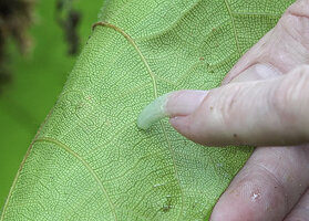 Patrick Blanc showing the characteristic Ficus venation of the climbing Ficus jimiensis, Manusela NP,, Seram, Moluccas