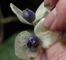Patrick Blanc showing the dark blue berries of Medinilla mortonii, Imbu Rano, Kolombangara, Solomon Islands, Sept. 2019