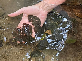 Patrick Blanc showing the dark brown submerged leaves of Barclaya kunstleri, Bukit Timah NR, Singapore, Nov. 2023