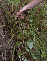 Patrick Blanc showing the dissected leaves of a juvenile individual of Myodocarpus simplicifolius, Col d&#039;Amieu, New Caledonia, Aug. 2023