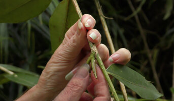 Patrick Blanc showing the expanded and folded ligular part of the leaf sheath in Heptapleurum (syn. Schefflera) avene, Mt Kinabalu, 1600 m asl, Sabah, Borneo, July 2022