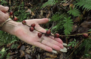 Patrick Blanc showing the figs of Ficus sublimbata along the flagelliform leafless shoots creeping on forest floor, Rondon ridge, 2000 m asl, Mount Hagen, Papua New Guinea