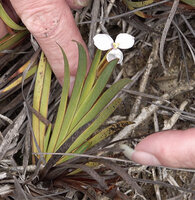 Patrick Blanc showing the flower and the equitant distichous leaves of Patersonia novoguineensis, Anggi Lakes, Arfak Mts, 2000 m asl, West Papua, May 2025