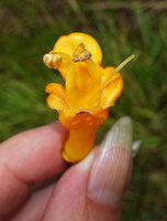 Patrick Blanc showing the flower of Oxera robusta, a cauliflorous liana, Col d&#039;Amieu, New Caledonia, Aug. 2023