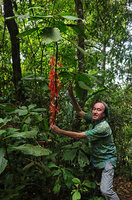 Patrick Blanc showing the flowers distributed along the leafless vertical stem of the monocaulous Hoffmannia cauliflora, Mirador Rey Tepepul, Lake Atitlan, Guatemala, Dec. 2019