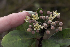 Patrick Blanc showing the flowers of Halfordia kendack, Anggi Lakes, 2300 m asl, Arfak Mts, West Papua, May 2025