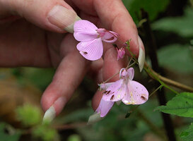 Patrick Blanc showing the flowers of Impatiens maculata, Mathikettan NP, Kerala, India, Jan. 2023