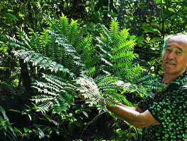 Patrick Blanc showing the frond of Ptisana melanesica, Halisi, Vangunu, Solomon Islands, Sept. 2019