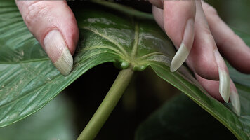 Patrick Blanc showing the glandular emergences at the base of the blade of Graffenrieda latifolia, Basse Terre, Guadeloupe, Feb. 2026