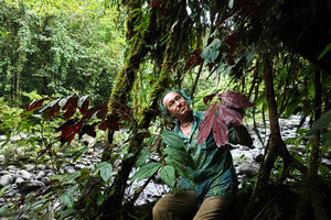 Patrick Blanc showing the green upper surface and the red lower surface of the leaves of Medinilla cf. mortonii, Imbu Rano, Kolombangara, Solomon Islands, Sept. 2019